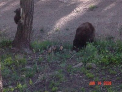 Q&A on Remote, High-Elevation Homesteading Image